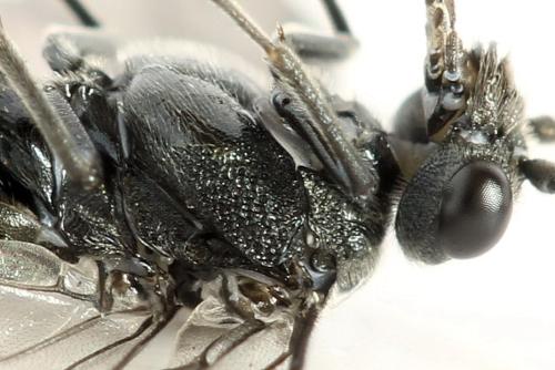 Dolerus sanguinicollis
