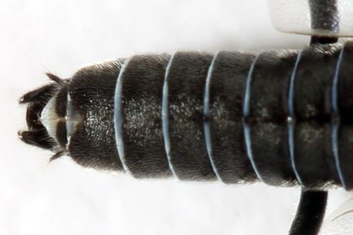 Dolerus sanguinicollis