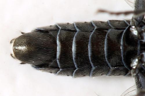 Dolerus sanguinicollis