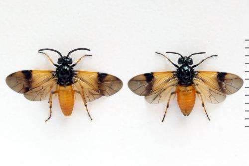 Arge cyanocrocea