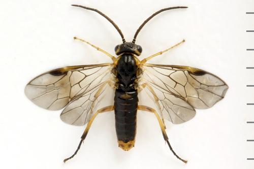 Réf. 313 894 : Pristiphora decipiens