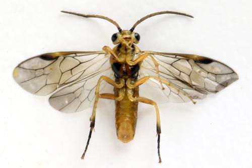 Réf. 313 895 : Pristiphora decipiens