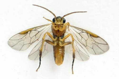 Réf. 313 915 : Pristiphora abietina