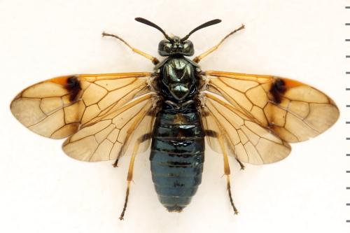 Réf. 313 567 : Arge ustulata