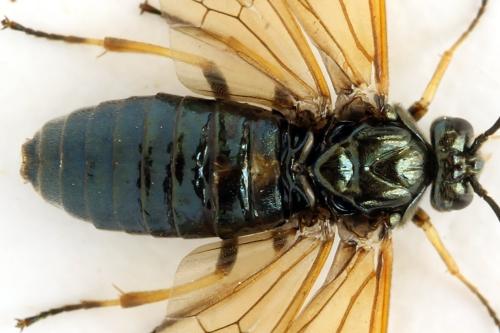 Réf. 313 569 : Arge ustulata