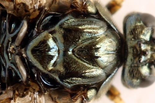 Arge ustulata
