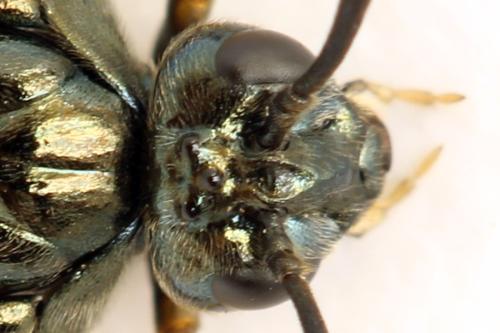 Réf. 313 571 : Arge ustulata