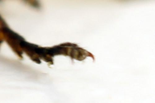Arge ustulata
