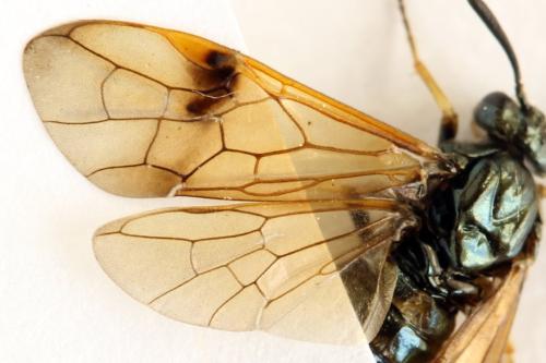 Réf. 313 573 : Arge ustulata