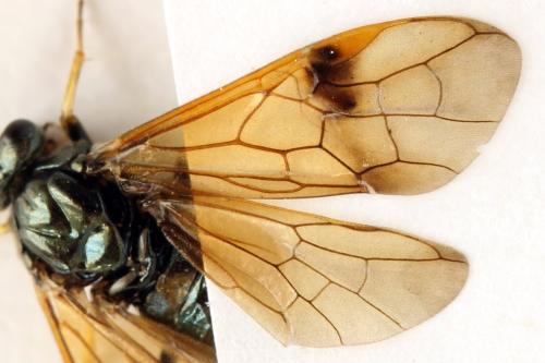 Réf. 313 574 : Arge ustulata