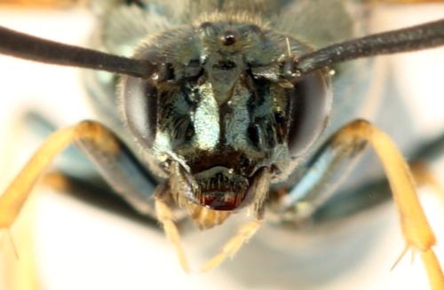 Réf. 313 575 : Arge ustulata