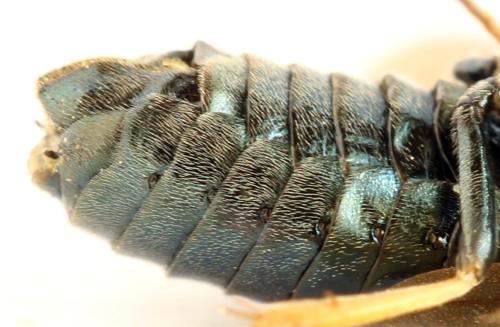 Réf. 313 577 : Arge ustulata