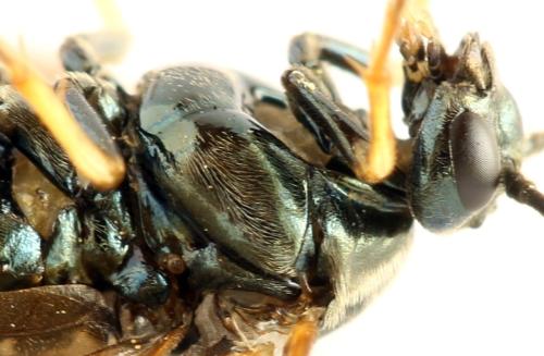 Réf. 313 578 : Arge ustulata