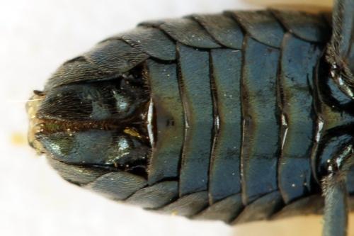 Réf. 313 580 : Arge ustulata