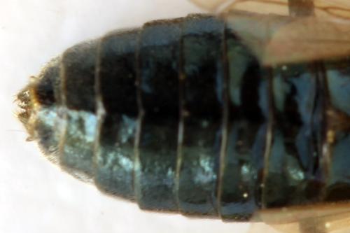 Réf. 313 579 : Arge ustulata