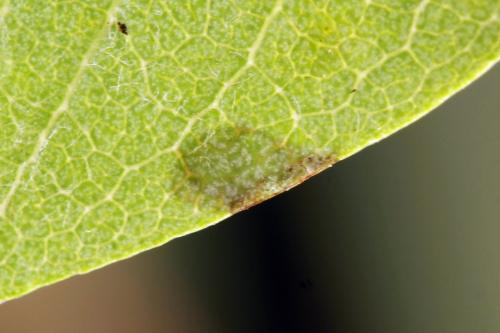 Réf. 313 582 : Arge ustulata