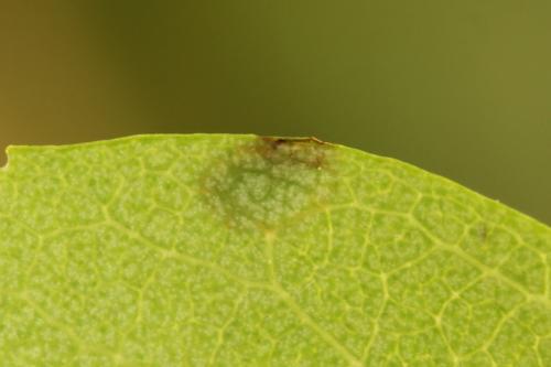 Réf. 313 583 : Arge ustulata