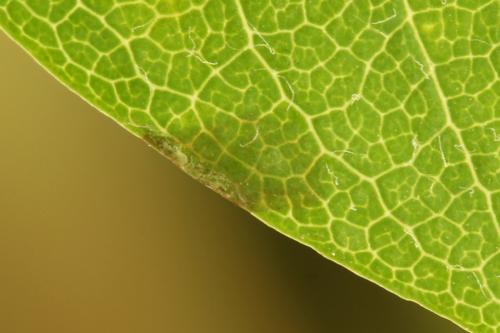 Arge ustulata