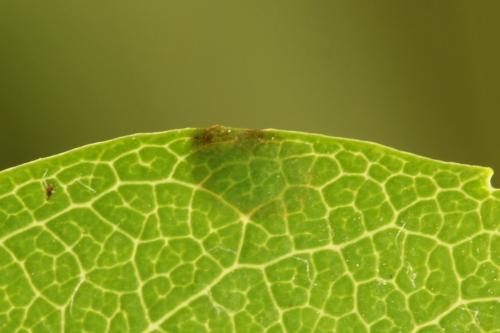 Arge ustulata
