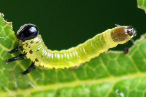 Réf. 313 586 : Arge ustulata