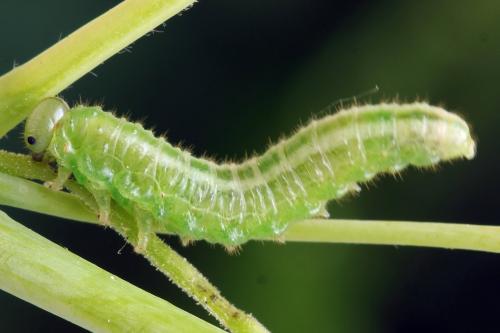 Réf. 313 331 : Arge cyanocrocea