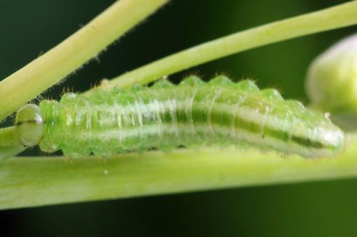 Arge cyanocrocea