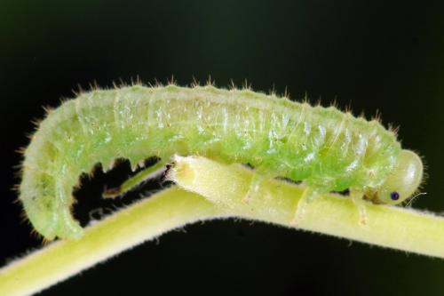 Arge cyanocrocea