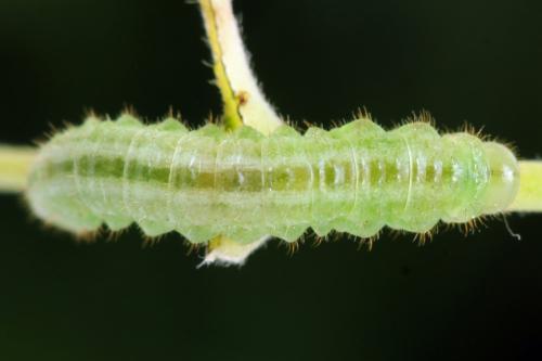 Arge cyanocrocea