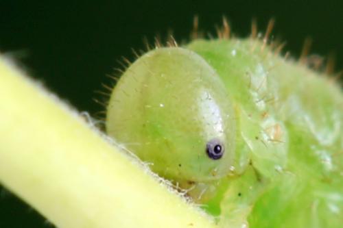 Arge cyanocrocea