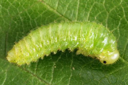 Arge cyanocrocea