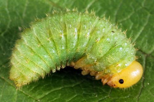 Arge cyanocrocea