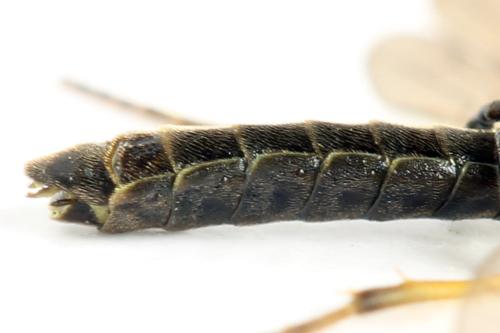 Réf. 313 002 : Cephus nigrinus