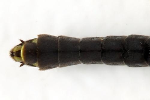 Réf. 313 004 : Cephus nigrinus