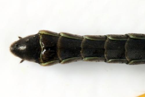 Réf. 313 005 : Cephus nigrinus