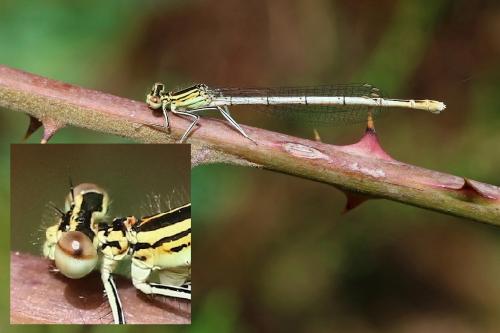 Platycnemis pennipes