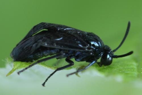 Réf. 313 010 : Arge gracilicornis