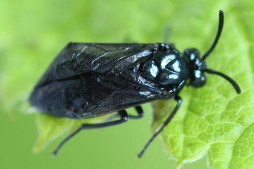 Arge gracilicornis