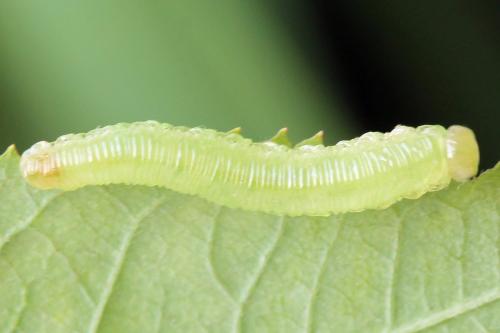 Réf. 313 543 : Pachyprotasis antennata