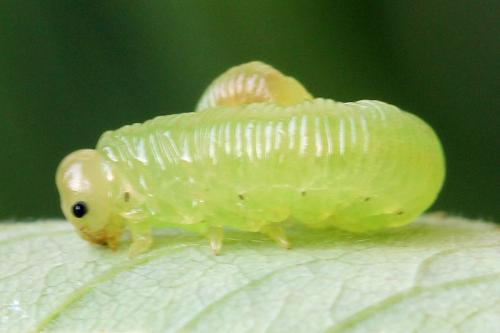 Réf. 313 544 : Pachyprotasis antennata