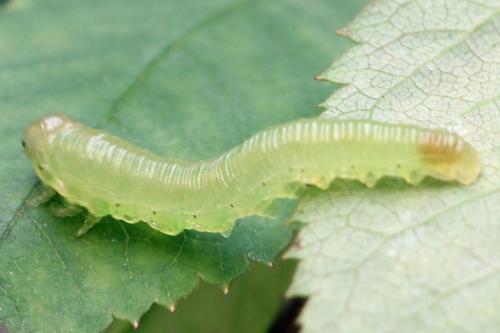 Réf. 313 545 : Pachyprotasis antennata