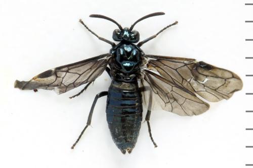Réf. 313 012 : Arge gracilicornis