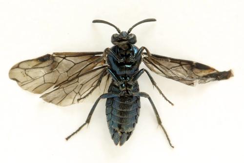 Arge gracilicornis