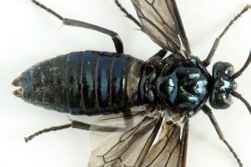 Réf. 313 014 : Arge gracilicornis