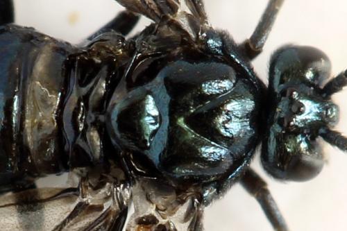 Réf. 313 015 : Arge gracilicornis