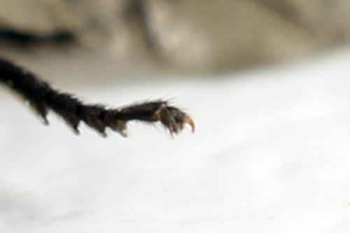Arge gracilicornis