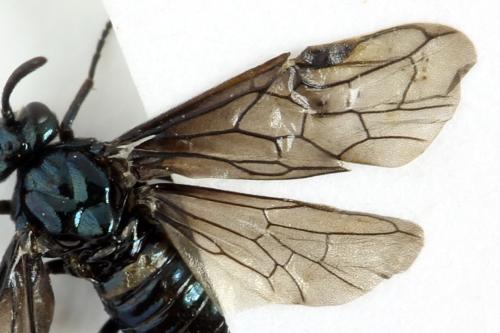Arge gracilicornis