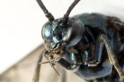 Arge gracilicornis