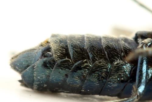 Arge gracilicornis
