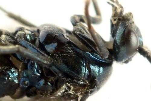 Réf. 313 022 : Arge gracilicornis