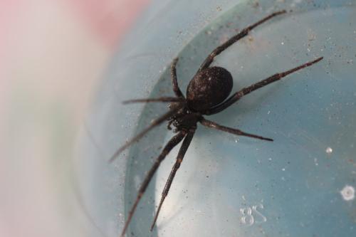 Steatoda grossa